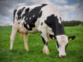 Black Angus Cow Bull Cattle